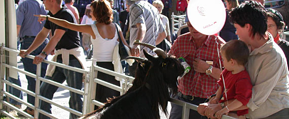 puerumarkt-turtmann-anschlagbrett